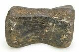 Fossil Iguanodontid Dinosaur (Mantellisaurus) Vertebra - England #351245-2